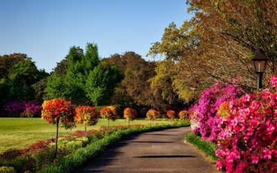 Tips voor het kiezen van de perfecte planten